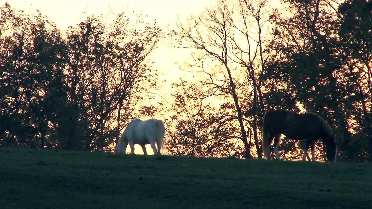 Horses 2