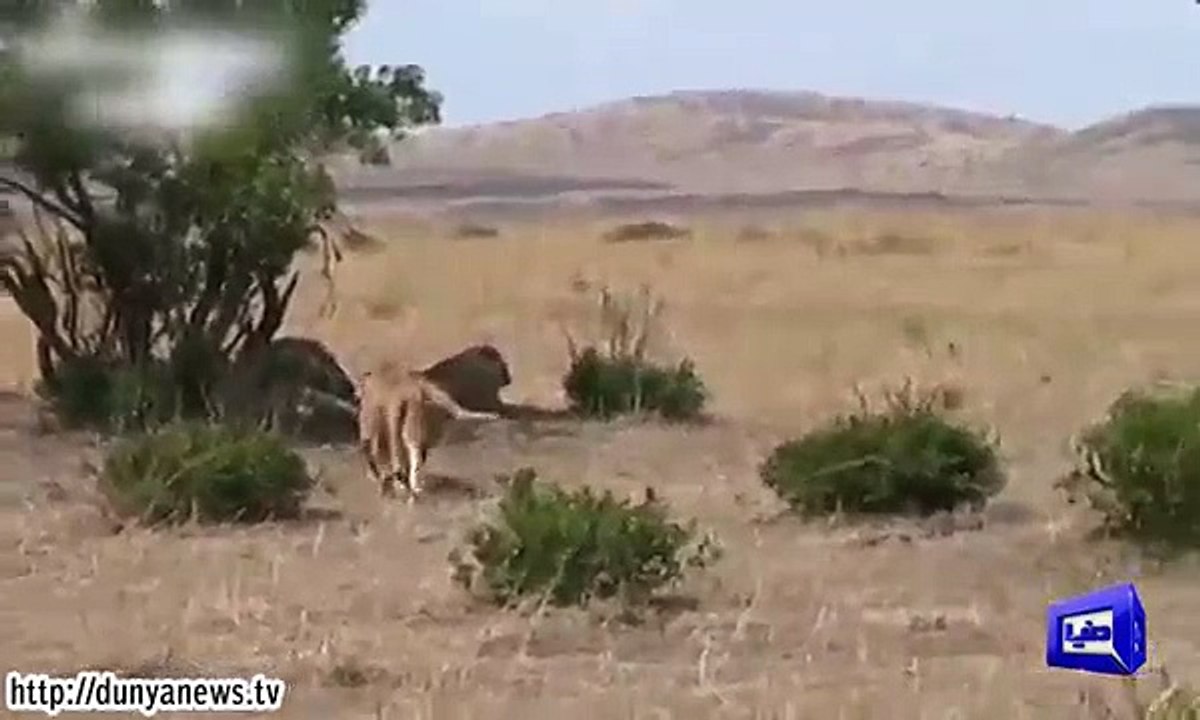 Lion vs six lionesses.