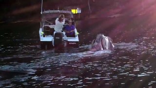 Removing fishingline from Southern Right Whale at Roseville