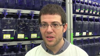 Dr Daniel Hesselson - Anti-Seizure Drug Screening in Zebrafish