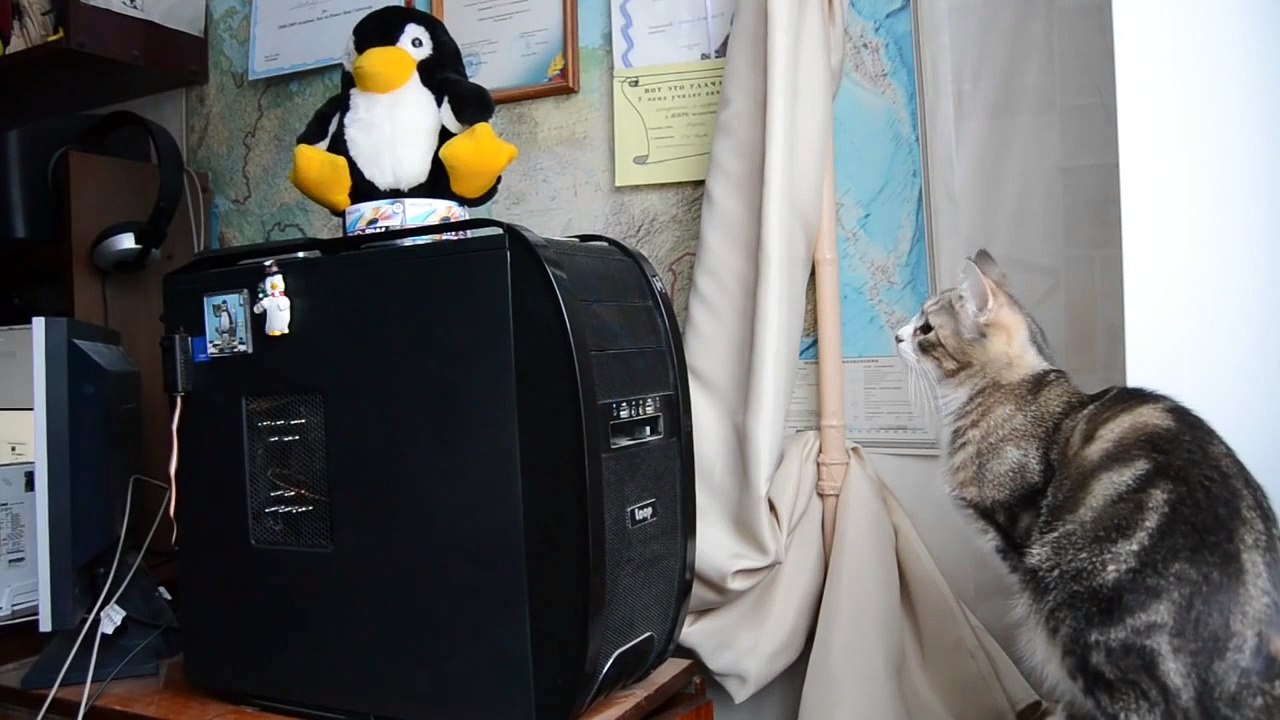 Funny cat compilation [Full Episode]