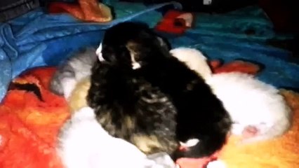 Cute Four day Old Kittens