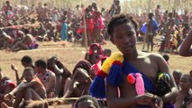 Swaziland: des femmes vierges participent à la Danse des Roseaux