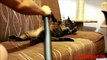 Funny Cats love vacuum cleaner - Funny Animals