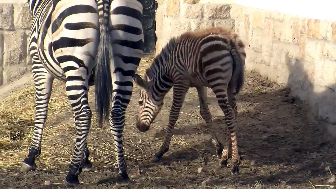 Másfél hetes az év első újszülöttje a Budapesti Állatkertben