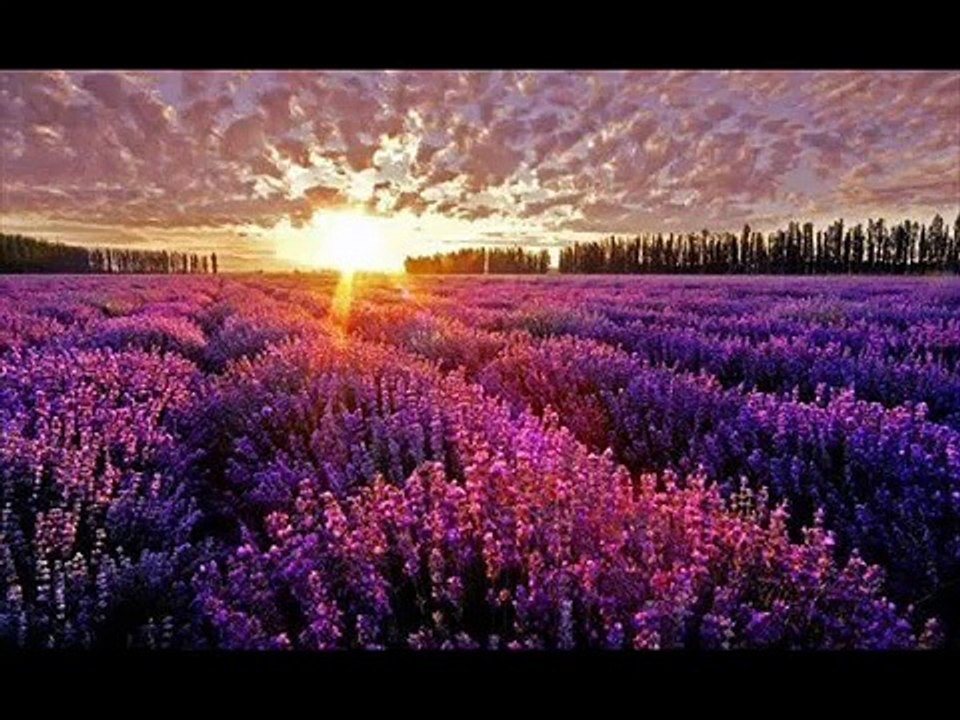 REHAB - VIOLINO con DISTORSIONE e WAHWAH  - PIPPO TARTAGLIA - EROS -