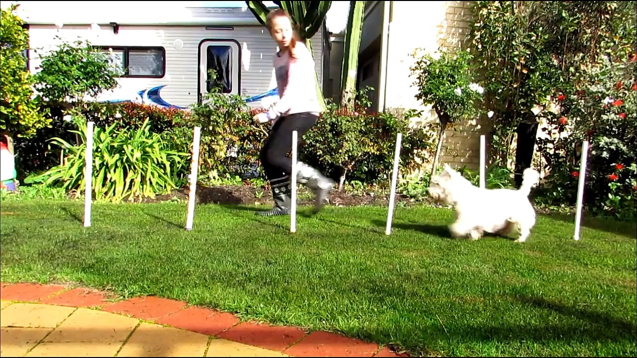 Channel Trailer | TheDogBlog