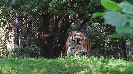 Luchs Babies - Sibirischer Tiger - Elch Fohlen - Baunbär