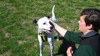 Dogs Trust Shoreham: Young Eddie the Dalmatian cross