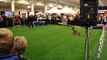 Cali K9® Protection Training - IPO, Dog Sport - Bay Area Pet Expo 2011
