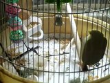 Zebra finches building a nest.