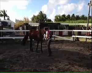 Exercices du degré 1 d'éthologie