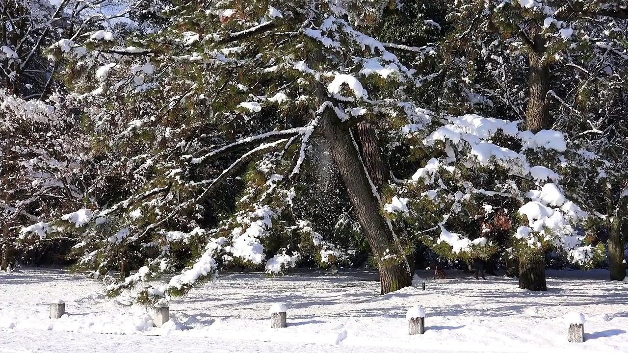 京都・雪の京都御所 Kyoto Japan 4K 動画 Snow FDRAX100