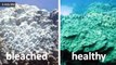 Coral Bleaching Is Threatening Ecosystem of Hawaiian Coastline