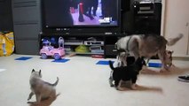 Siberian Husky Puppies malamutes drink milk run jump play  For adoption