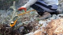 SandevBonsai Yamadori series - collecting from the wild, rocky terrain II.wmv