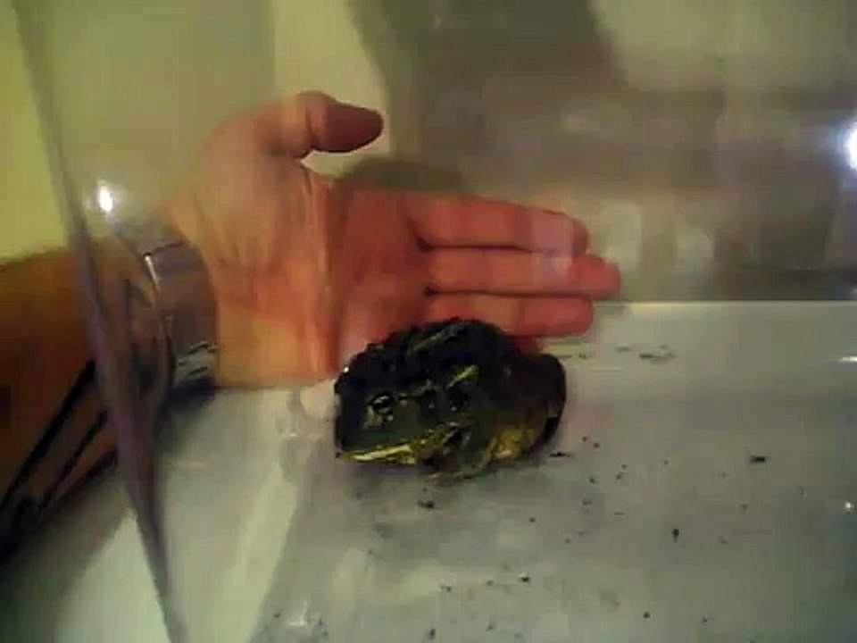 young pixie frog eating