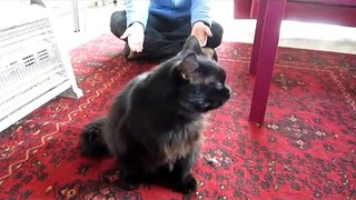 Reiki treatment to a cat