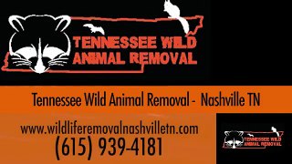 Wildlife Removal Nashville TN - Tennessee Wild Animal Removal