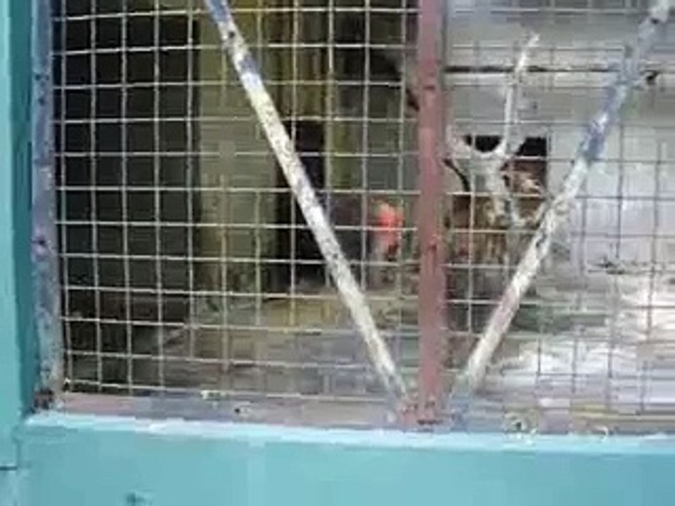 Monkey boom boom dance