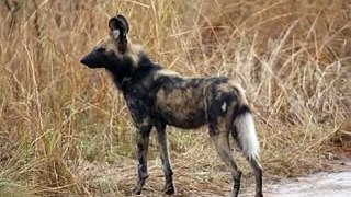 Wild dogs with rabies vs dog Top ten