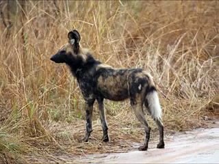 Wild dogs with rabies vs dog Top ten