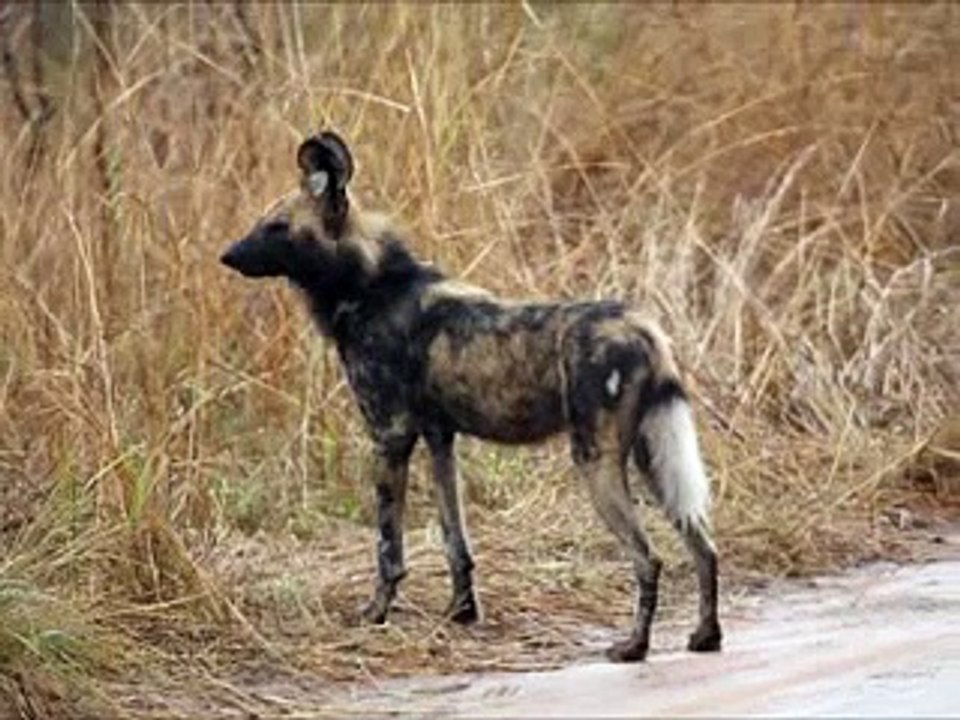 Wild dogs with rabies vs dog Top ten