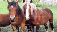 Chevaux de trait