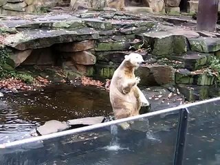 Knut Fütterung und Knut und Gianna 14 11 2009