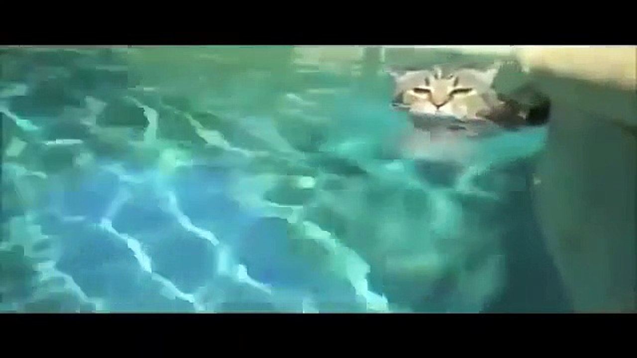 funny cat videos try not to laugh or grin [for kids] - funny cat videos compilation 2015 [Full Episode]