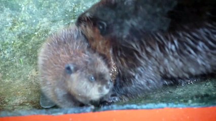 Baby beaver refuses to swim despite mum's efforts