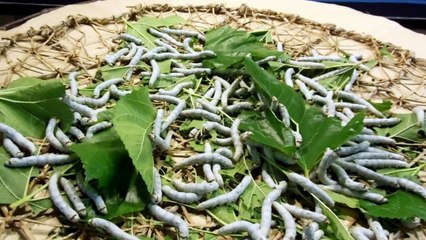 Old Style Silkworm farming in Japan!