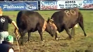 AOSTE: BATAILLE DES REINES, COWS FIGHT CHAMPIONSHIP