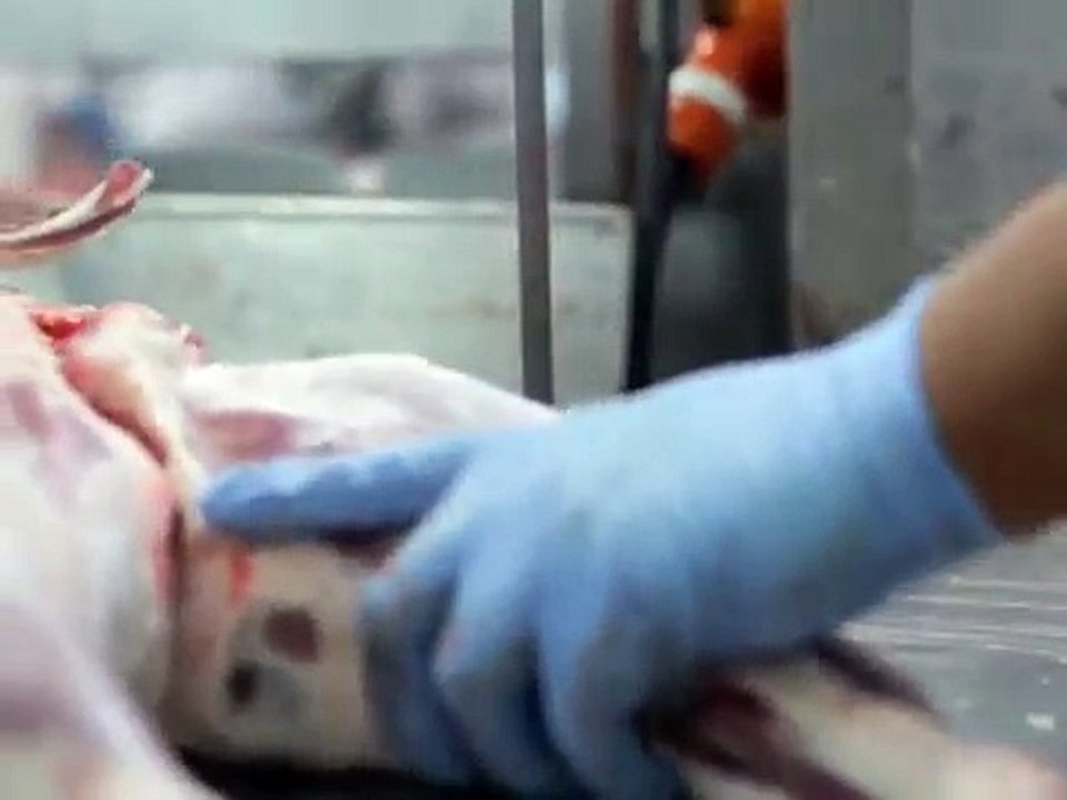 My job as a Meat Worker