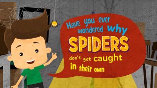 “FUN FACTS” 30 SECOND KIDS EDUCATION VIDEO - Spider