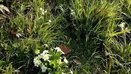 Highnam Woods, early morning bird song April 17th 2011