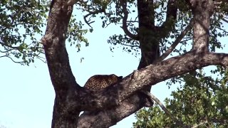 Karula & Cubs in a Marula Tree on Safari TV Diary - 2011.04.12