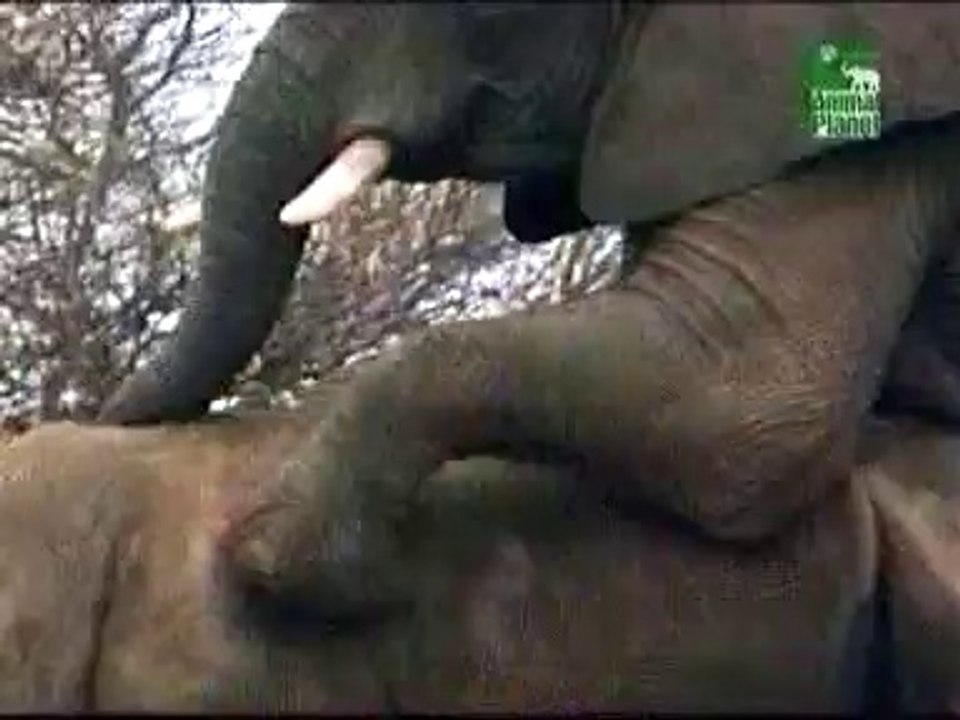 animal funn