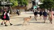 Japanese Schoolgirl Takes Selfie With Deer