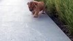 El rugido de este pequeño y tierno león se vuelve viral