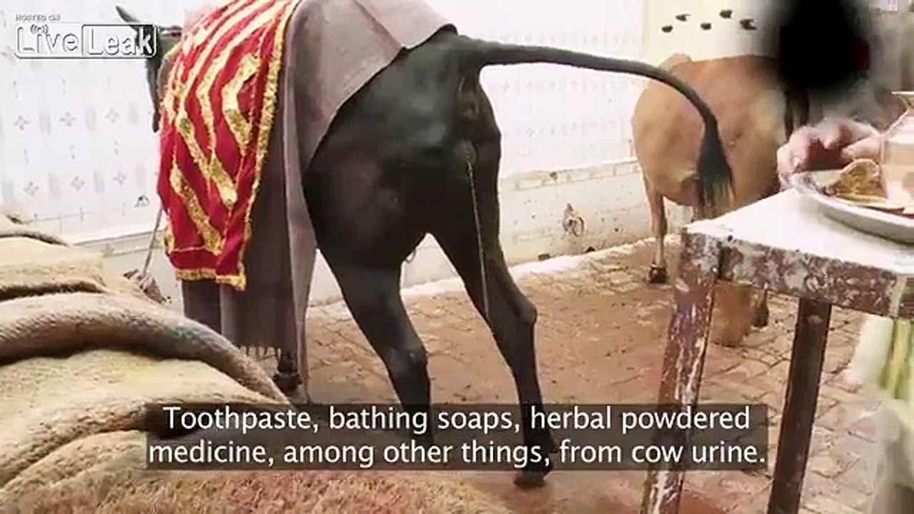 These Indian Men Love to Drink Cows Urine