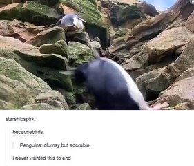 penguins-by Funny Video Collection