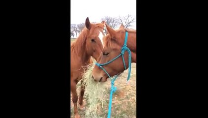 Voilà ce que ca donne quand un cheval fait le canard