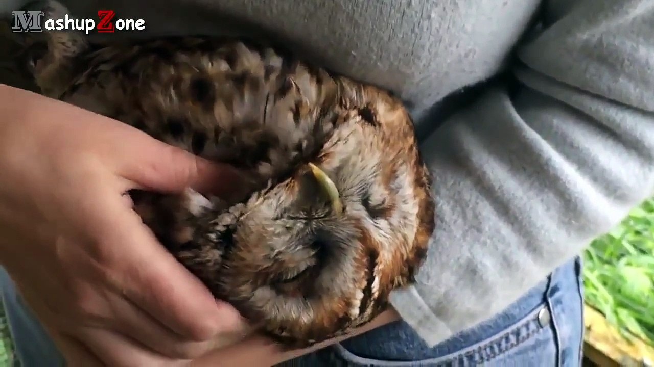 Cute Animals Cuddling A Cute Animal Videos Compilation 2015