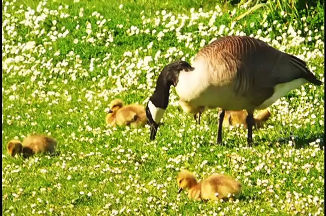 Cute Baby Animals