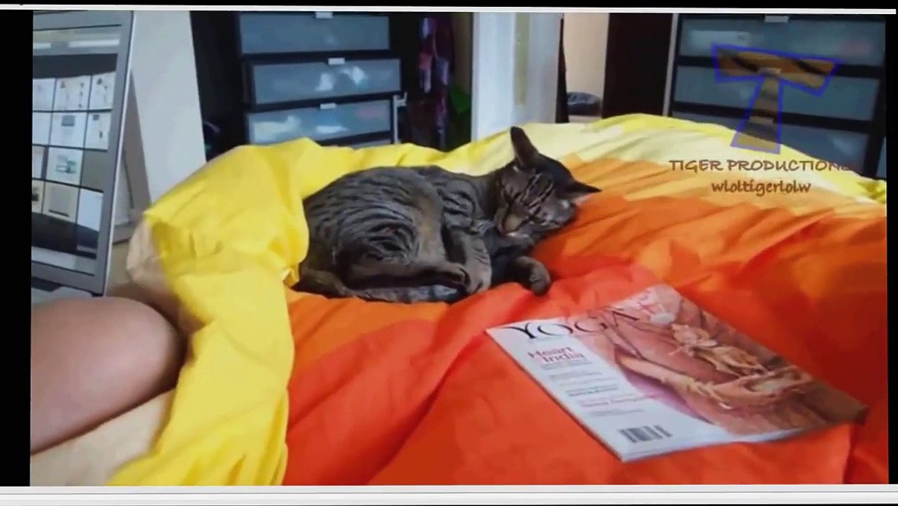 Funny Cats very cute  2015 - animals - Very Funny