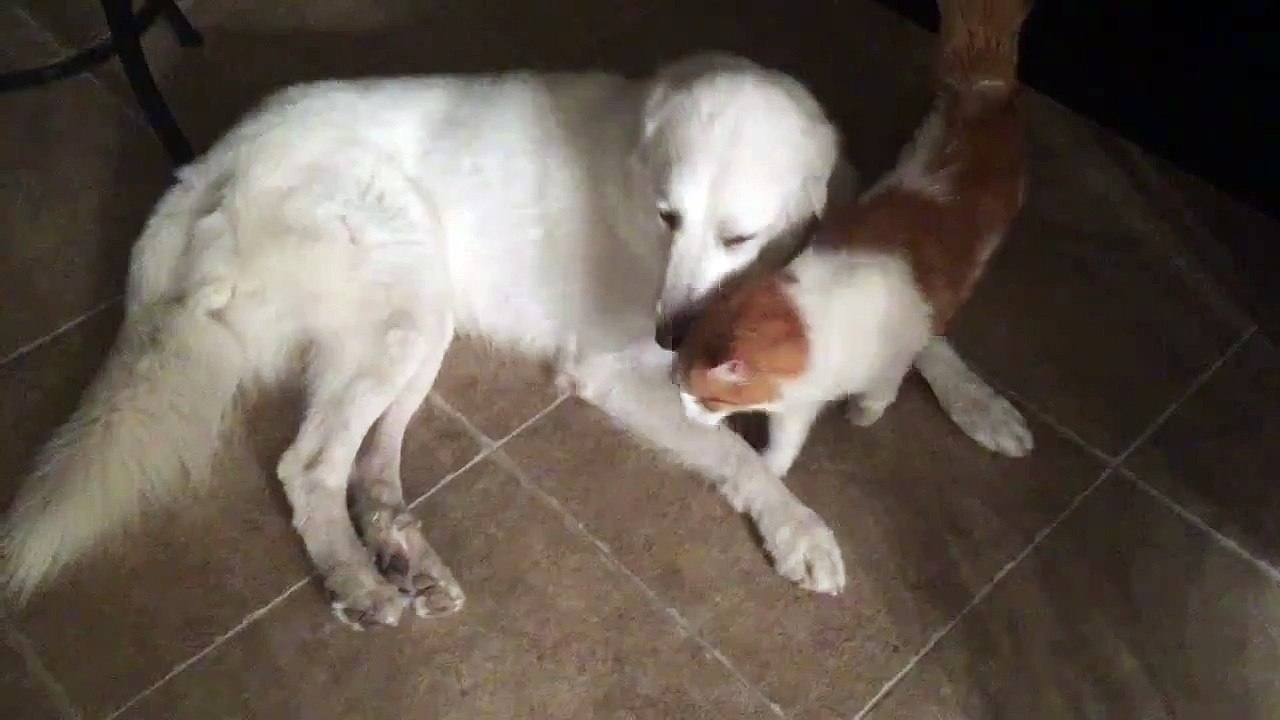 Animals being cute - husky dog and cat