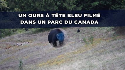 Un ours à tête bleu filmé dans un parc du Canada