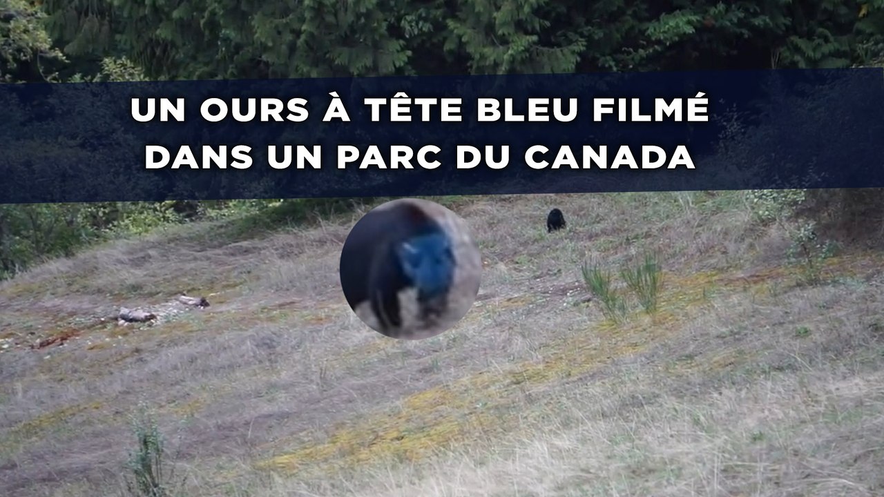 Un ours à tête bleu filmé dans un parc du Canada