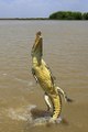 Look At This Crocodile Jumping Vertically Out Of A River